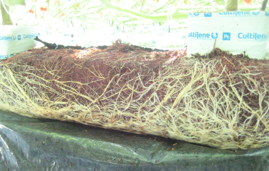 JSV coco products Grow Bags