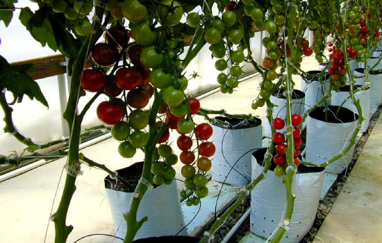 JSV coco products Open Top Bags