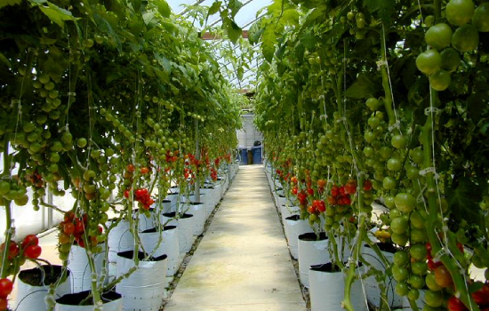 JSV coco products Open Top Bags